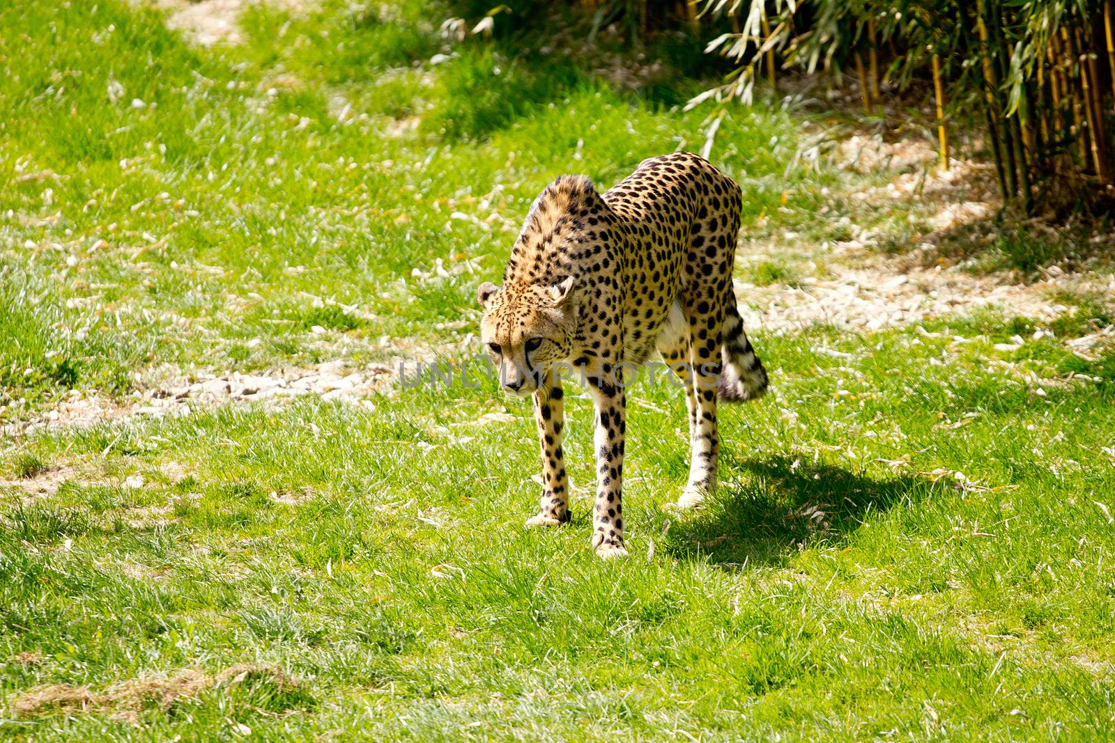 Cheetah hungry for meat by gwolters