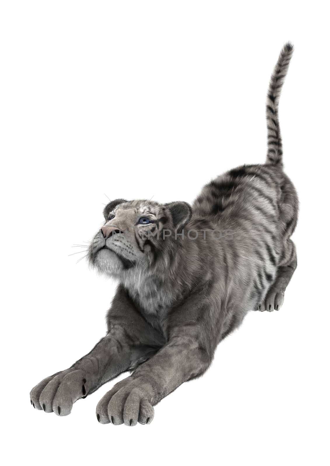 3D digital render of a white tiger isolated on white background