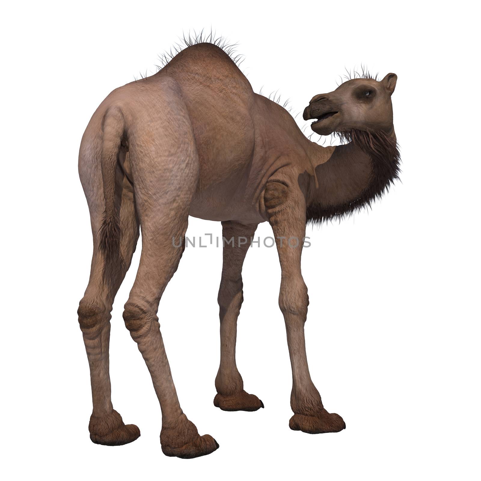 3D digital render of a camel isolated on white background
