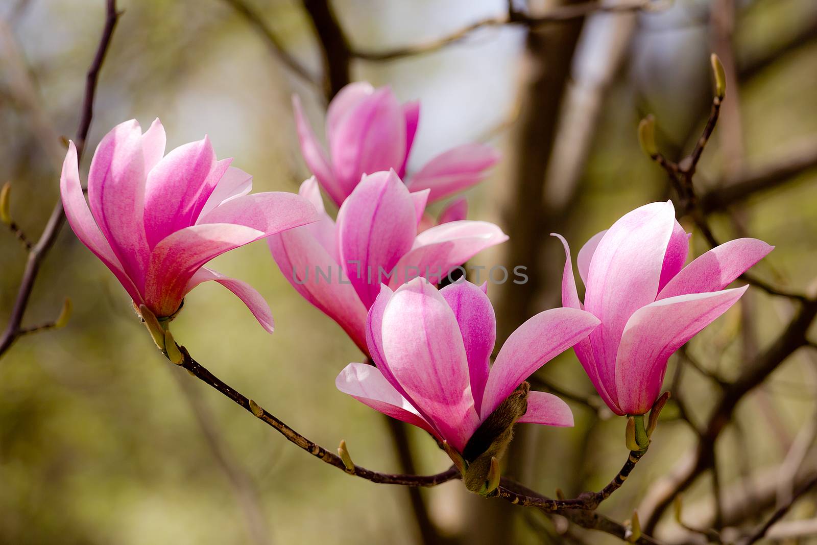 Closeup of magnolia buds