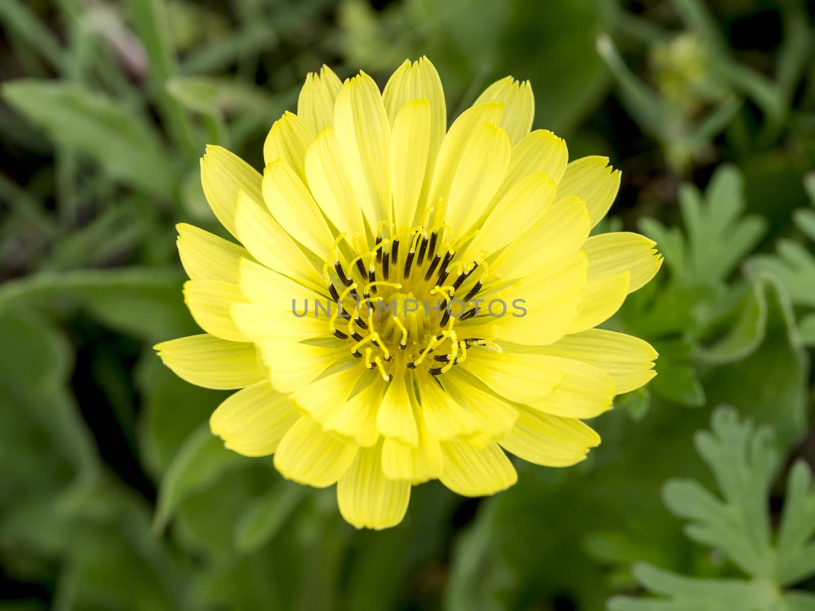 Closeup to a wildflower