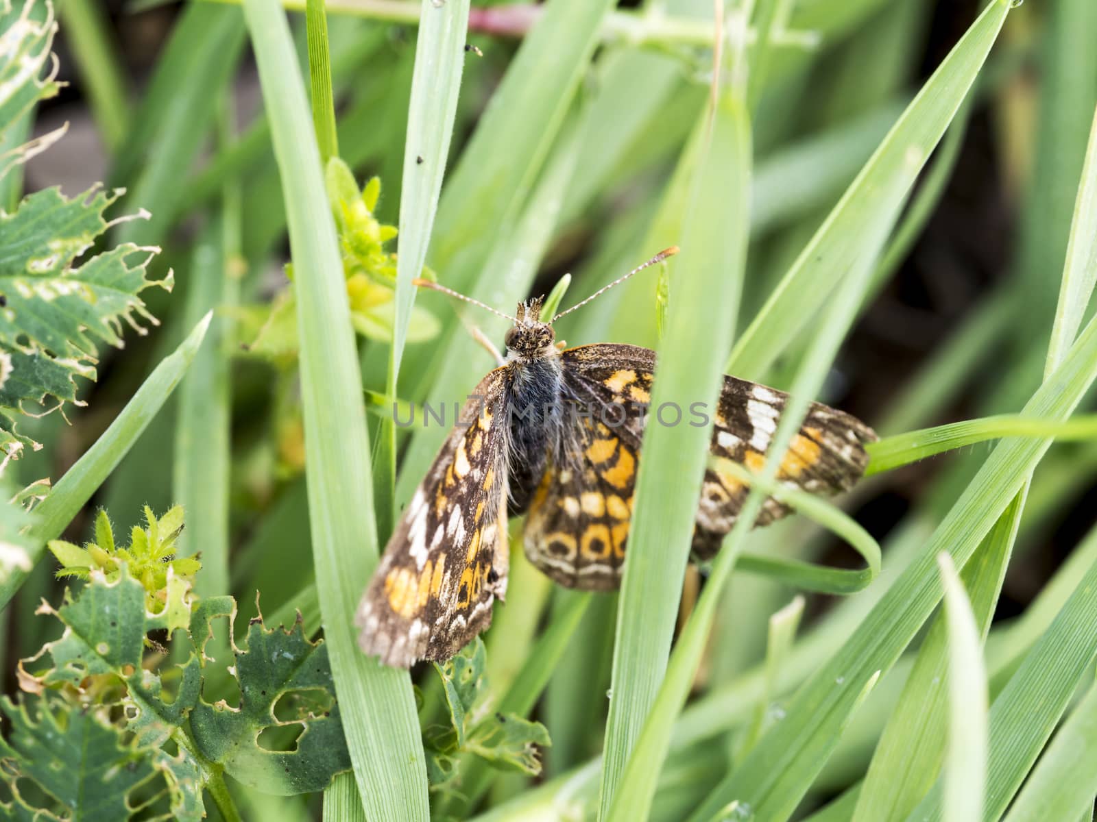 A Moth In The Grass by leieng