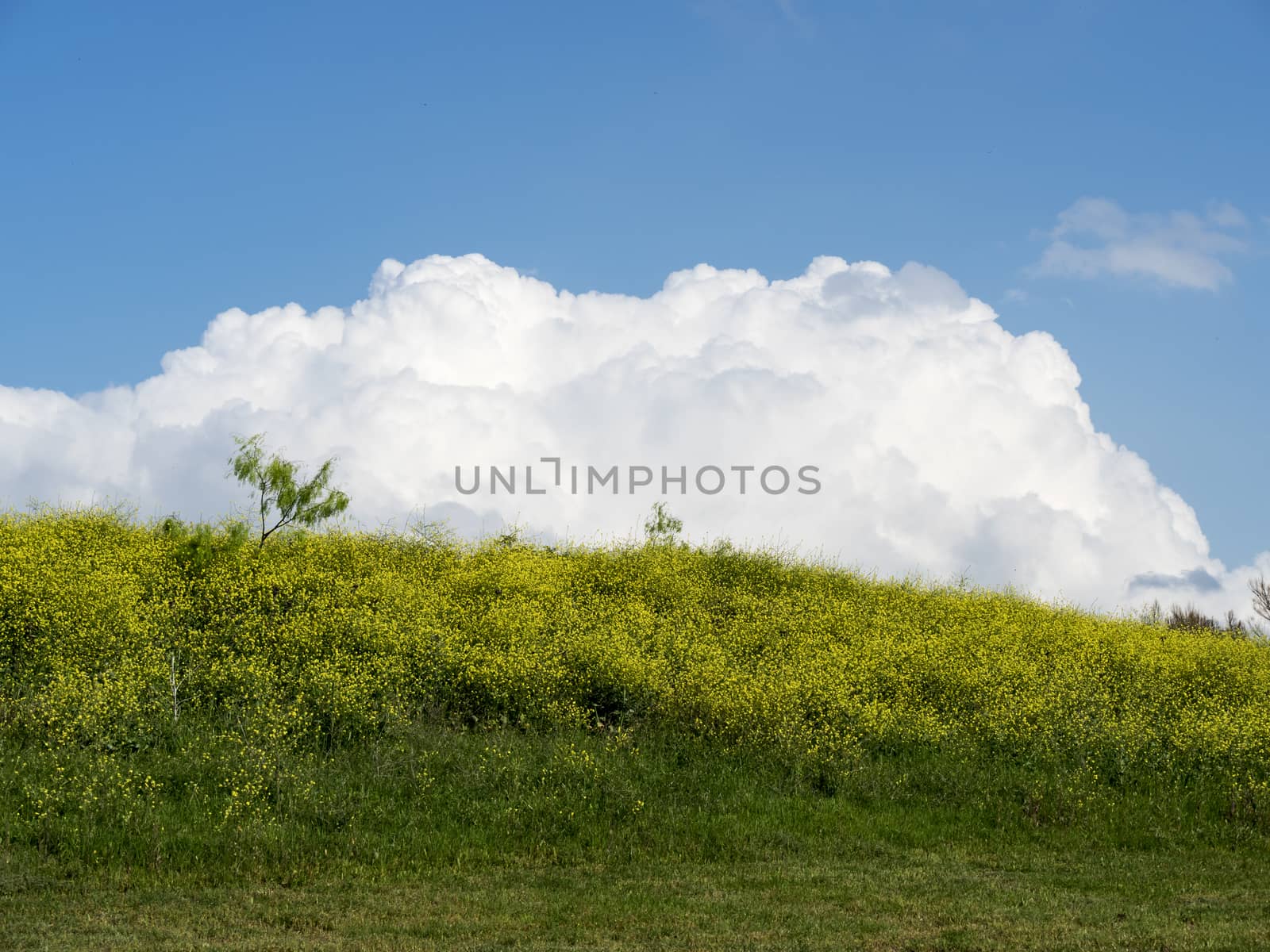 Canola Hill by leieng
