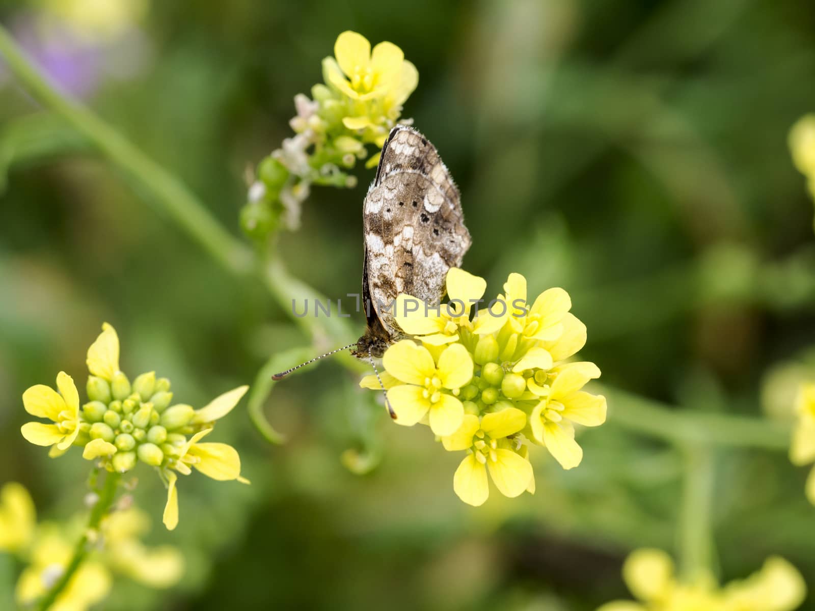 Closeup to a moth on canola flower