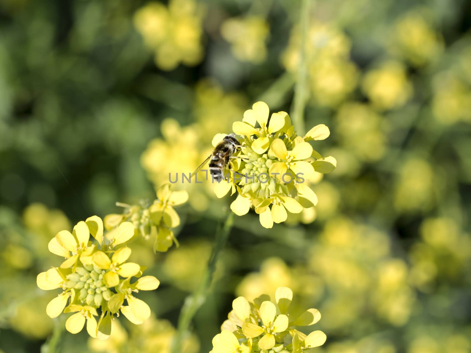 Bee on Canola Flower by leieng