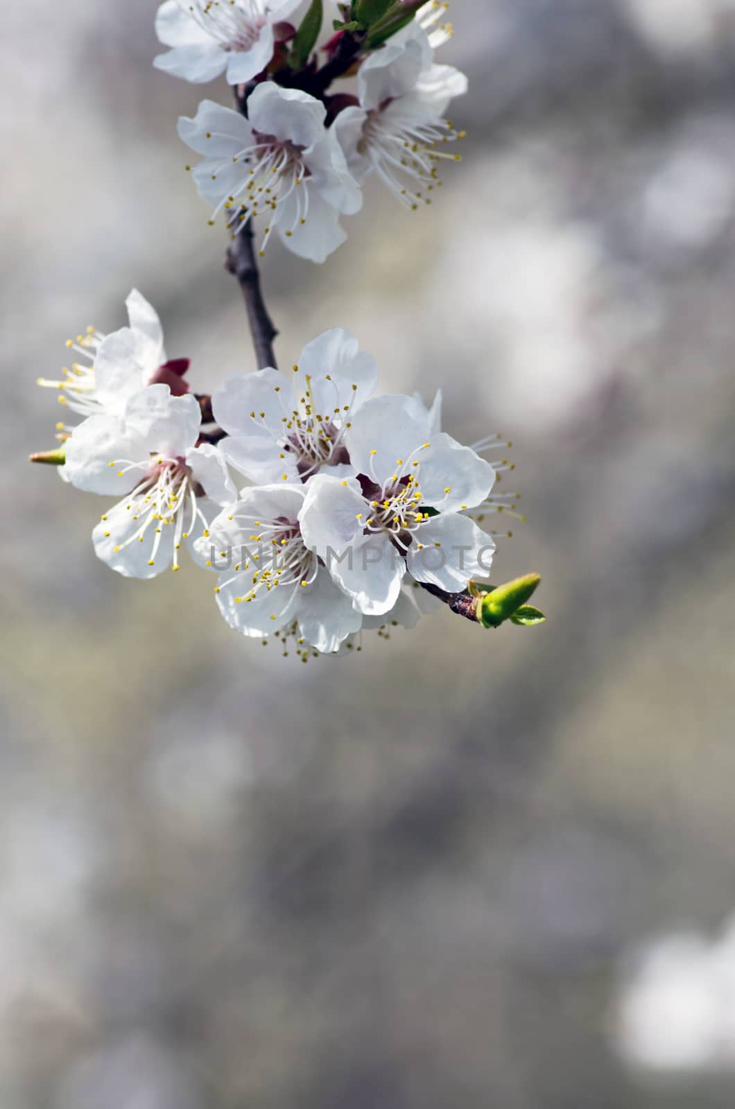 Spring blooming flowers branch by dolnikow