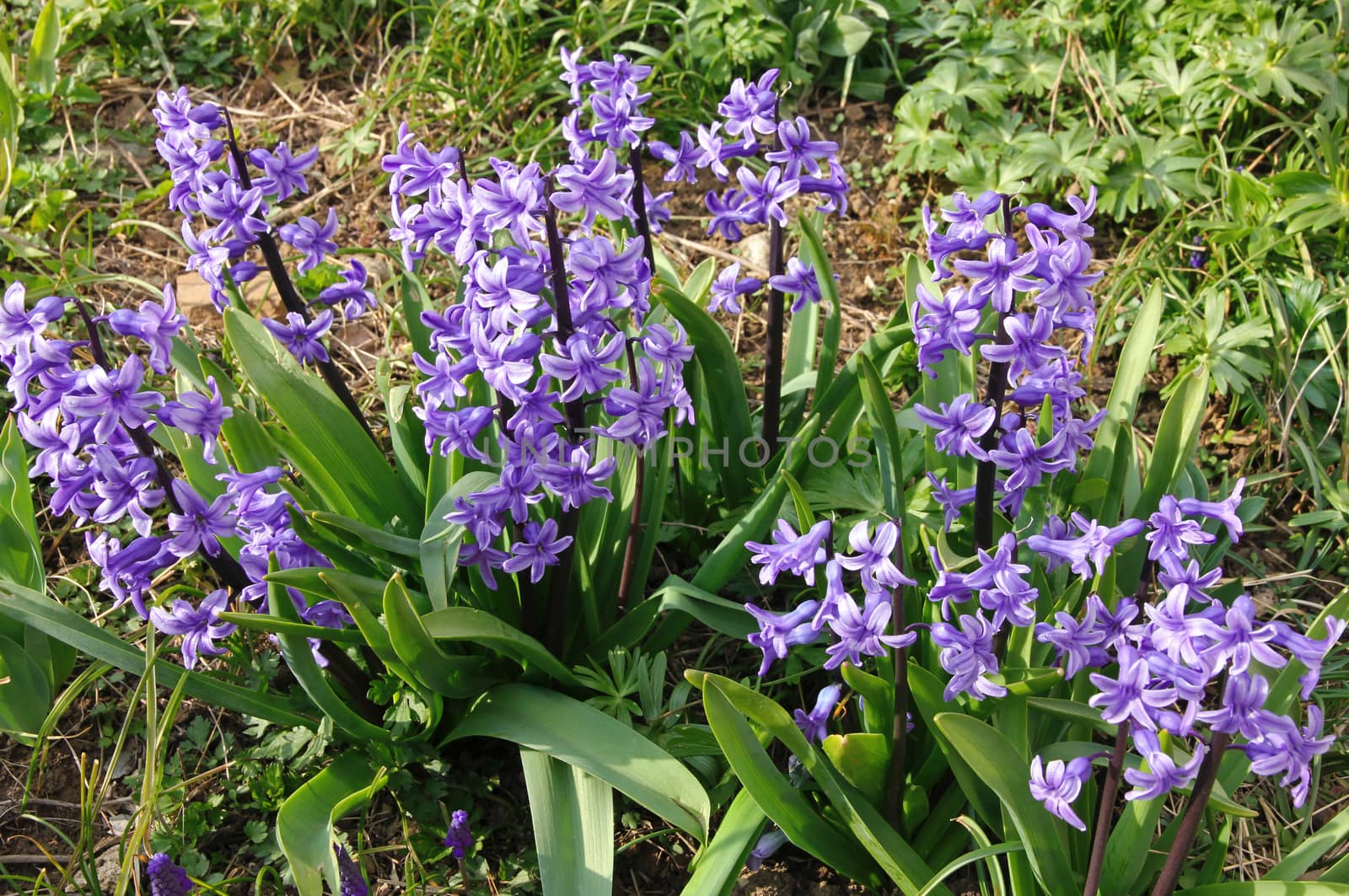 Purple hyacinths (hyacinthus) is one of the first beautiful spring flowers can use as background