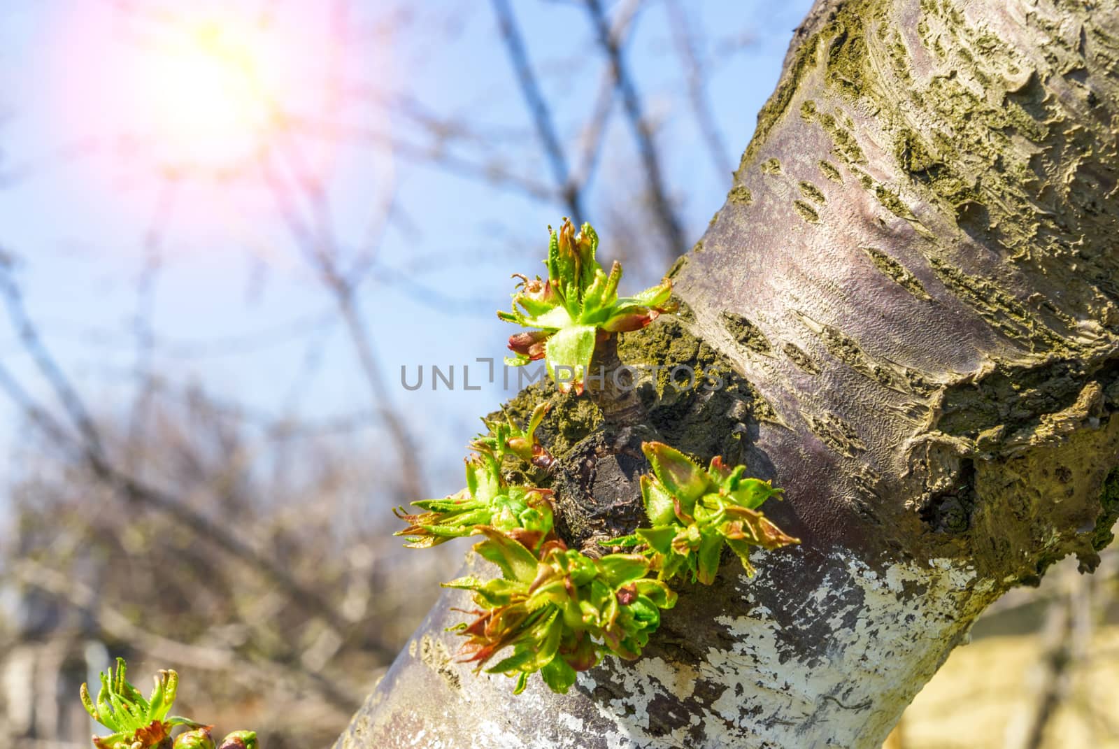 Tree branch with buds in sun beams by Zhukow