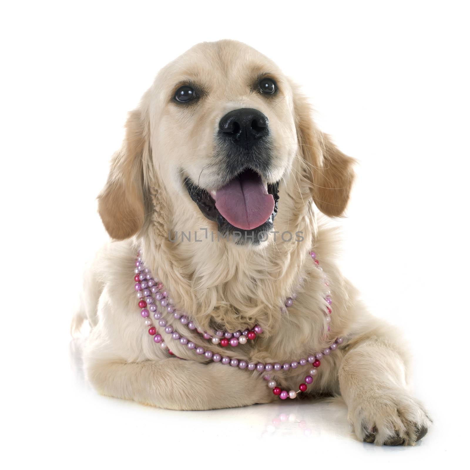 purebred golden retriever in front of a white background