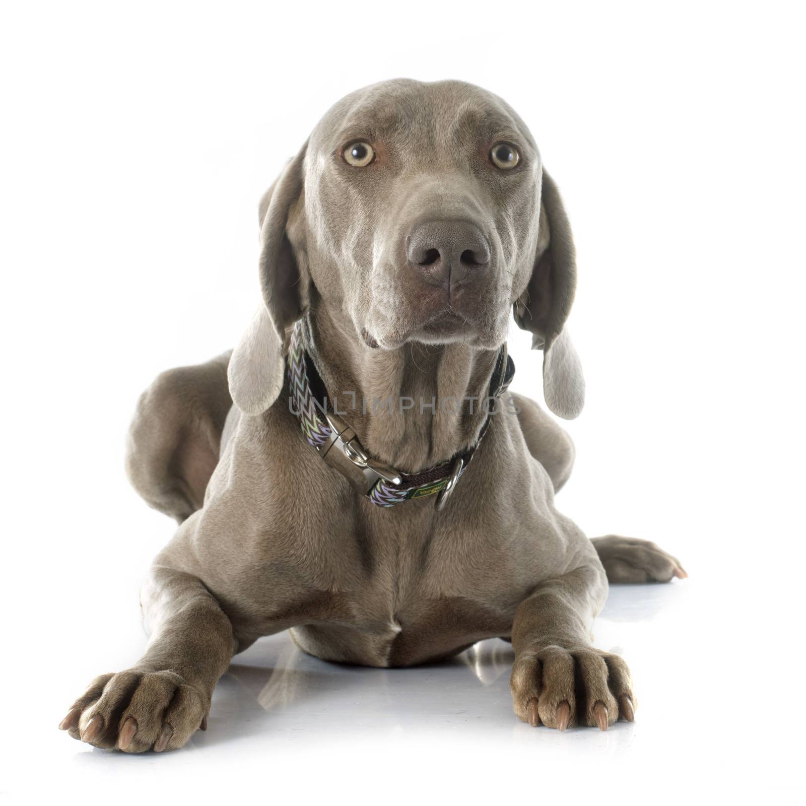 gray Weimaraner in front of white background