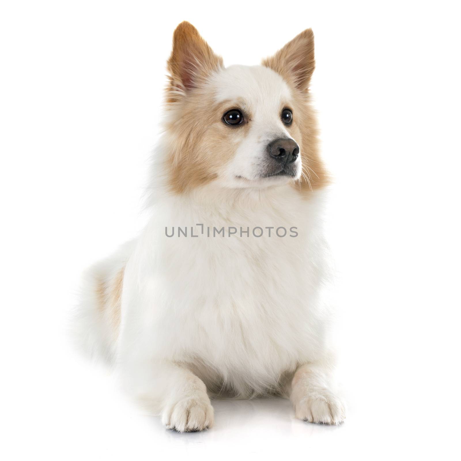 Icelandic Sheepdog in front of white background