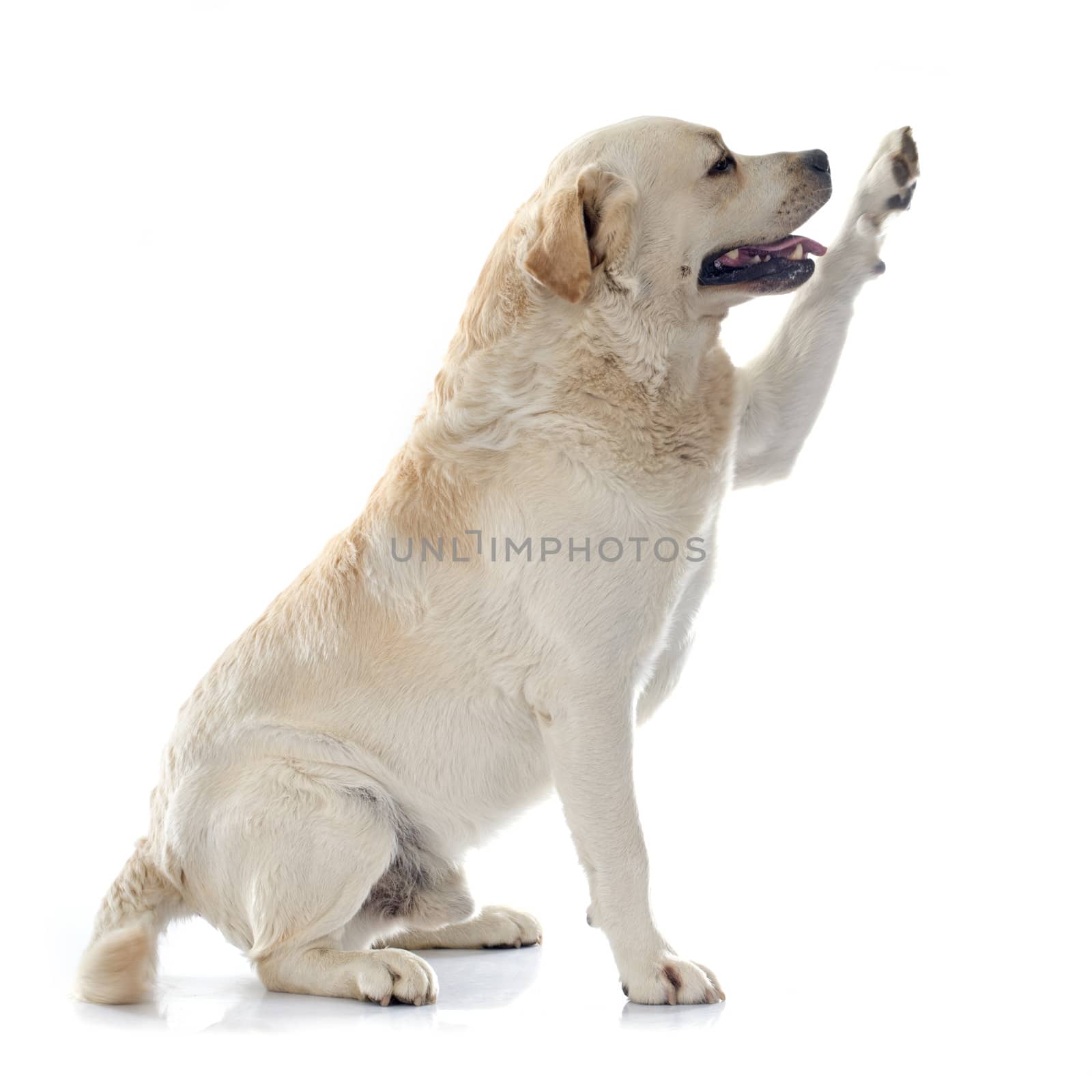 labrador retriever in front of white background