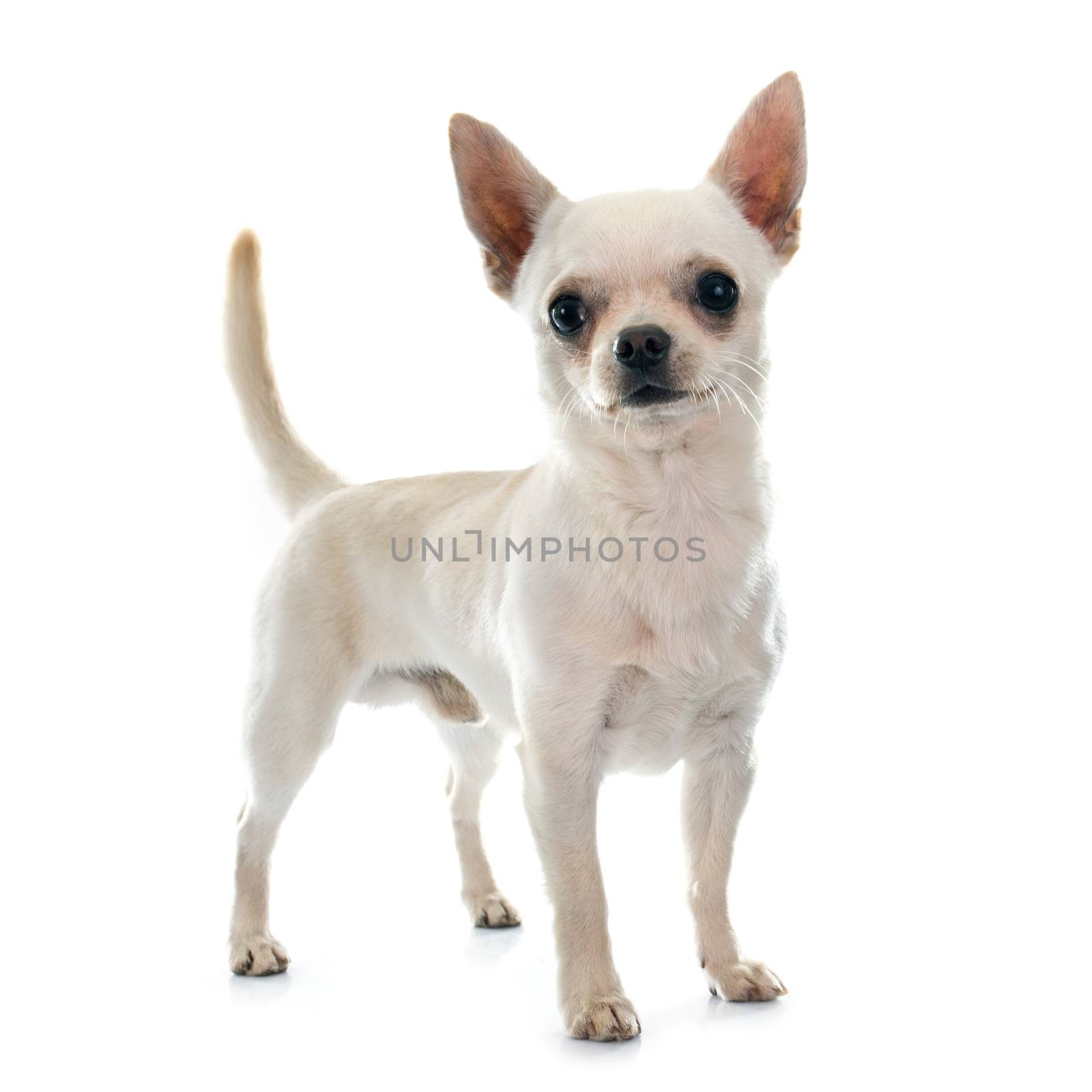 young chihuahua in front of white background