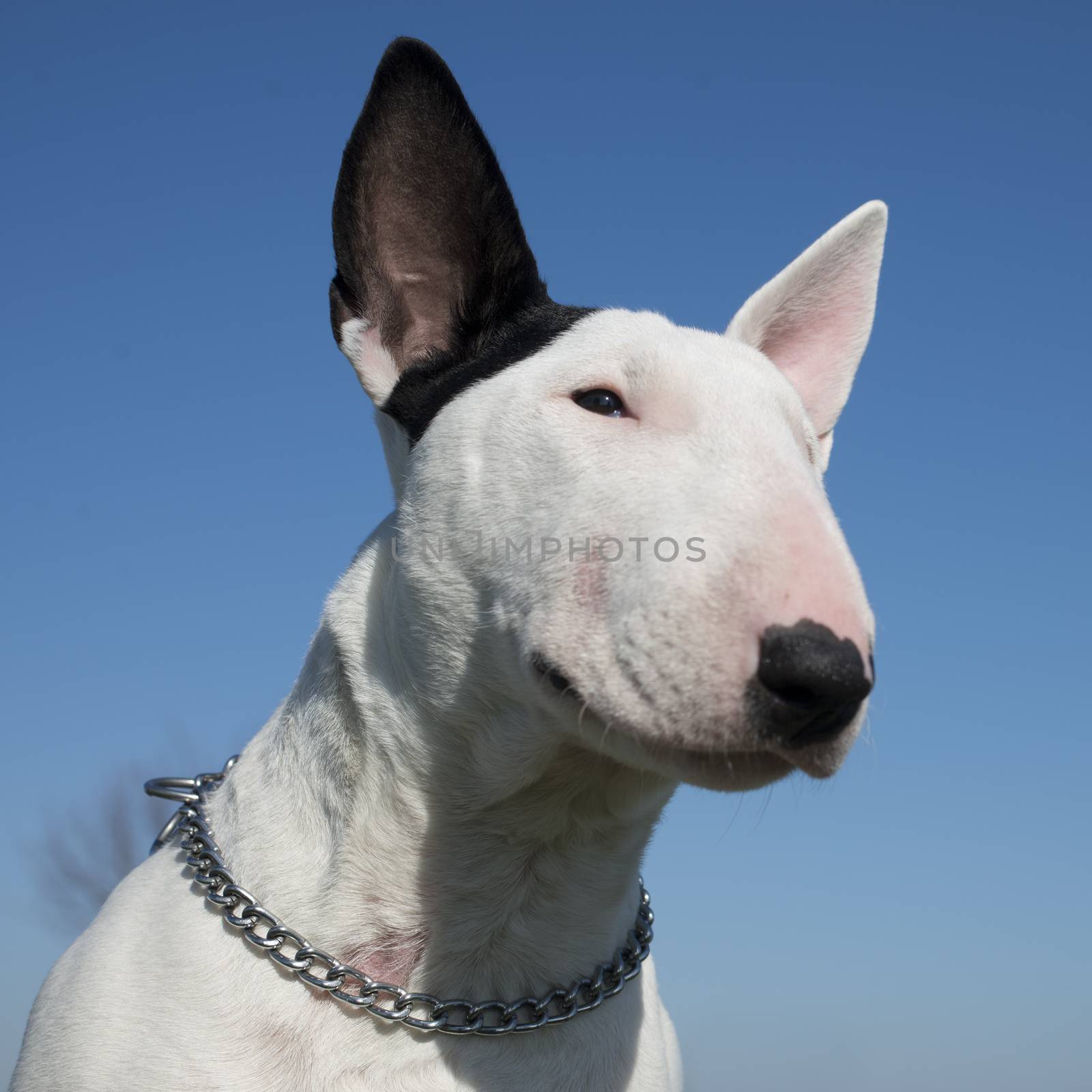 bull terrier in front of a blue sky