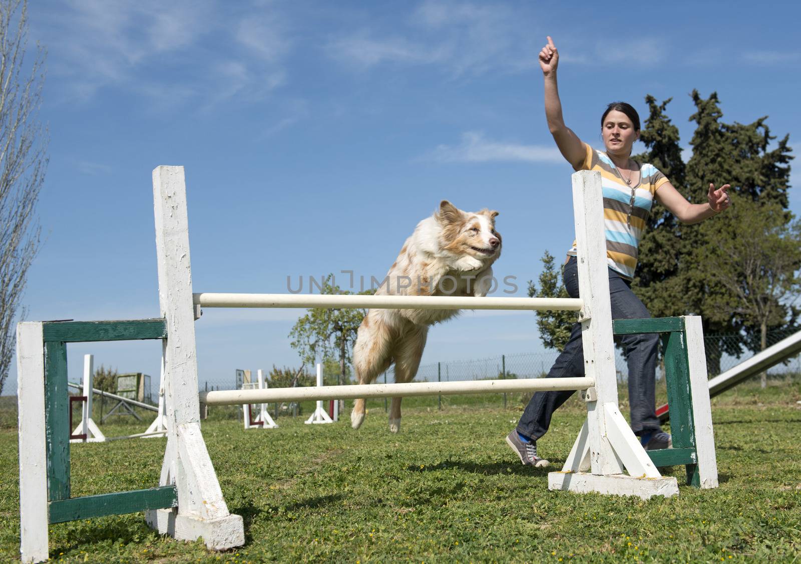 border collie in agility by cynoclub