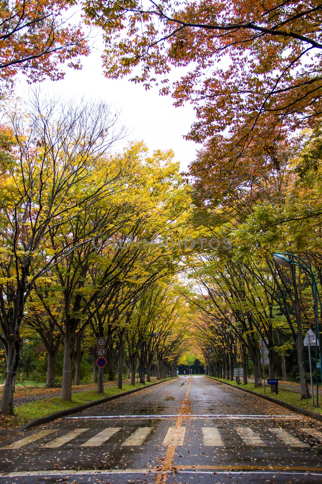 Tunnel from trees growing and road path