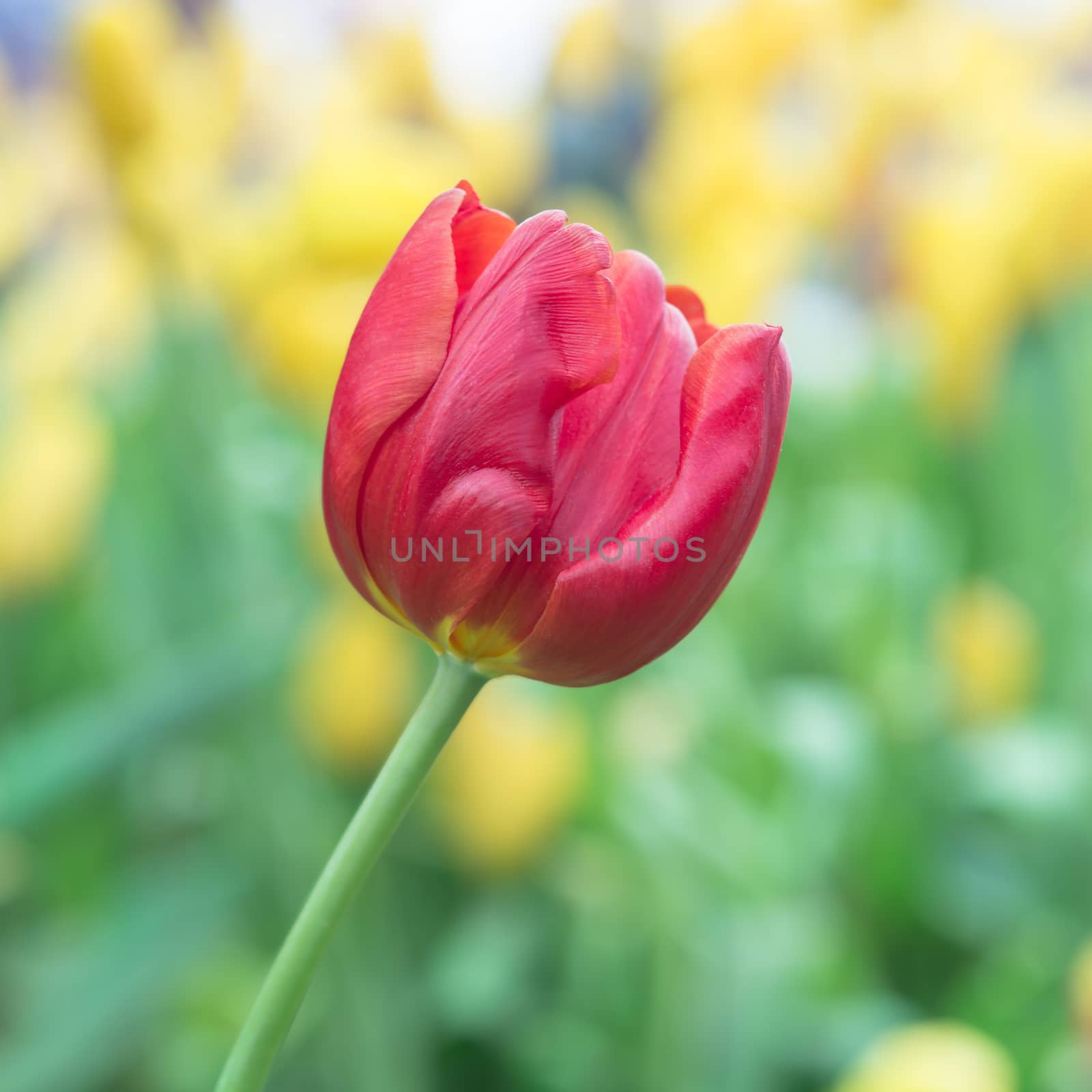 Colorful red tulip photographed with a selective focus and a shallow depth of field
