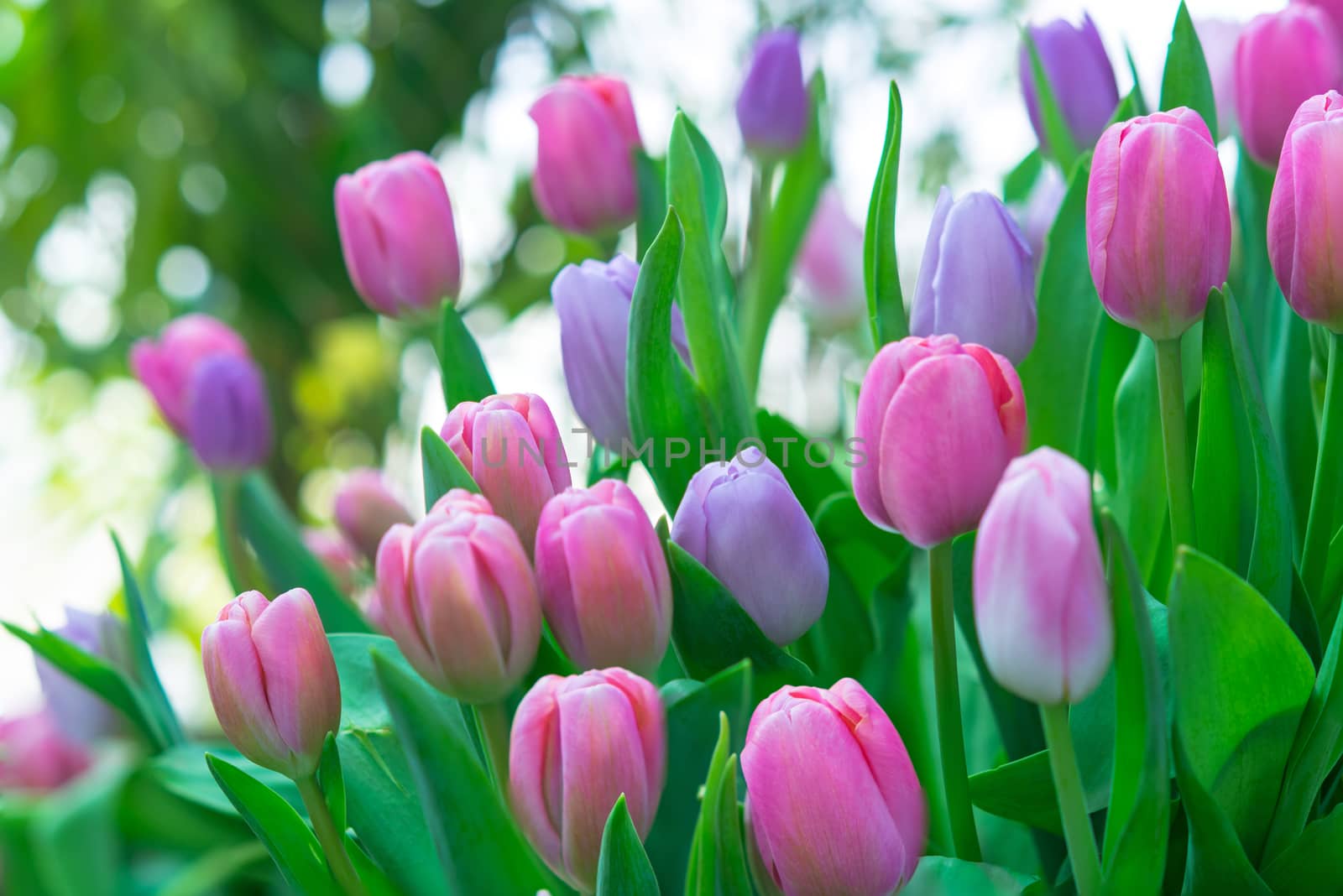 Colorful pink tulip photographed with a selective focus and a shallow depth of field