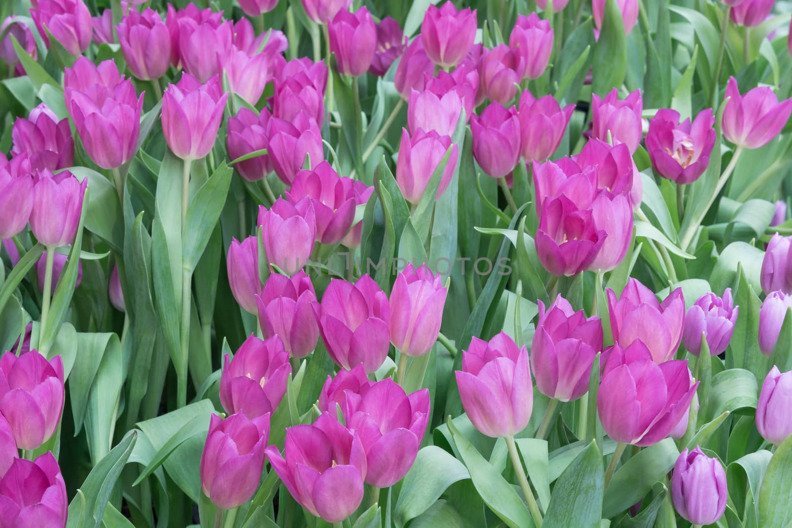 Colorful pink tulip blooming in field plantation