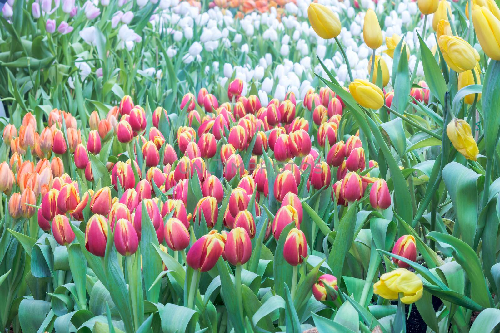 Colorful tulip flowers blooming in filed plantation
