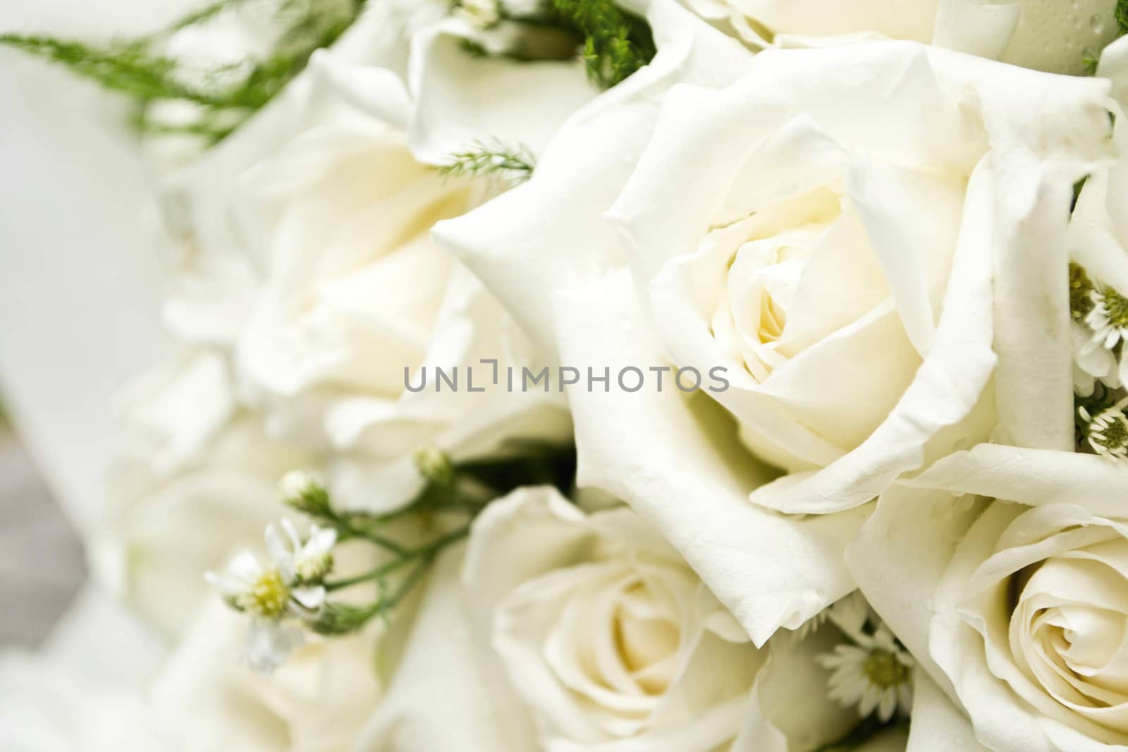 white roses as a background by Thanamat