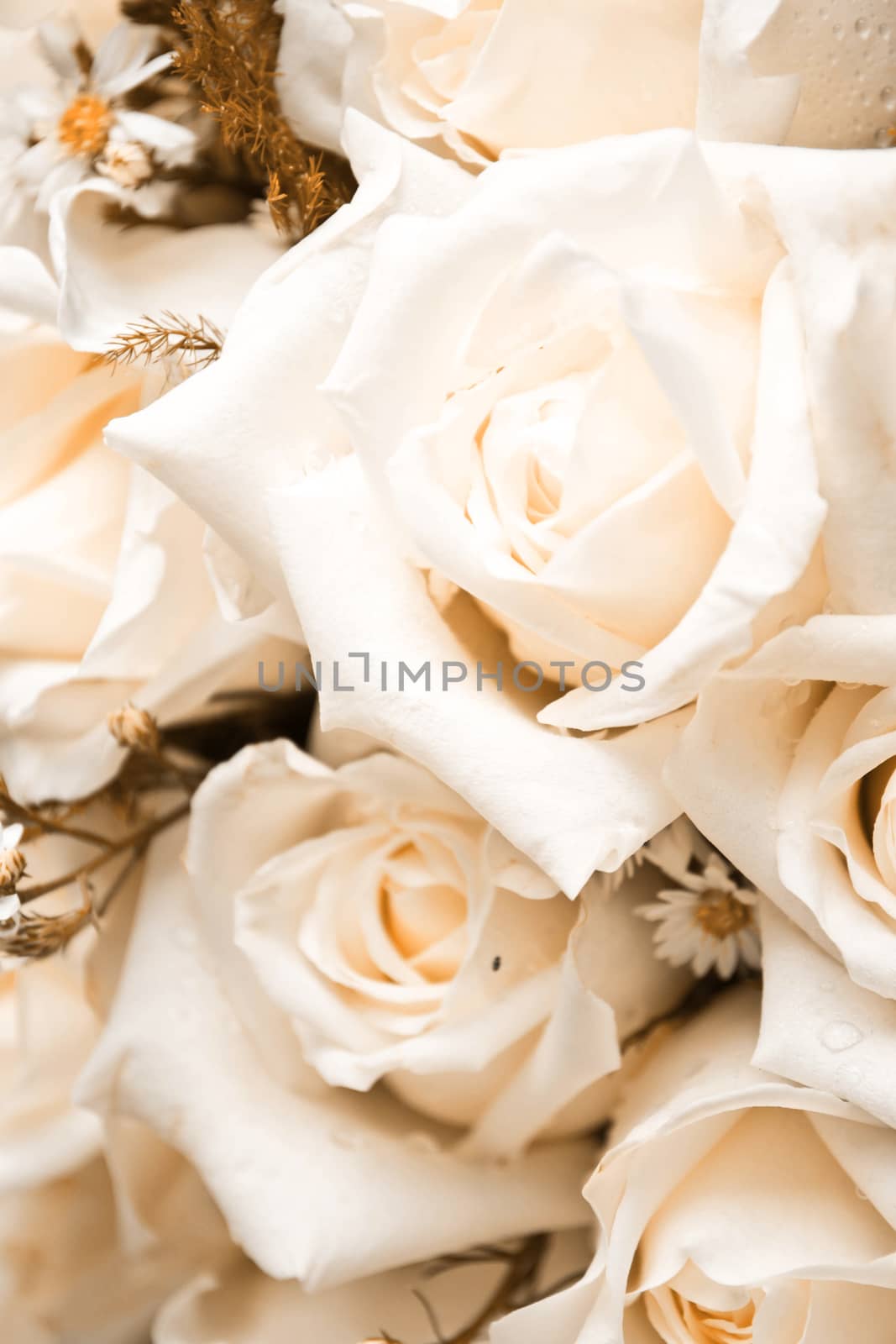 white roses as a background by Thanamat