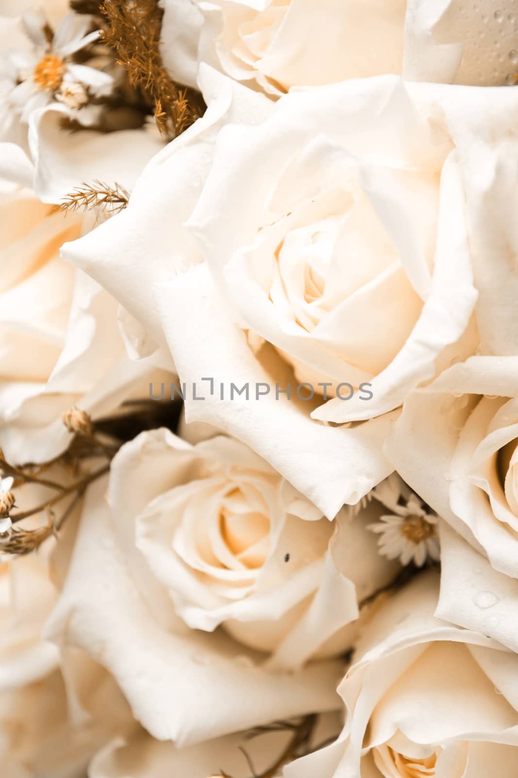 white roses as a background