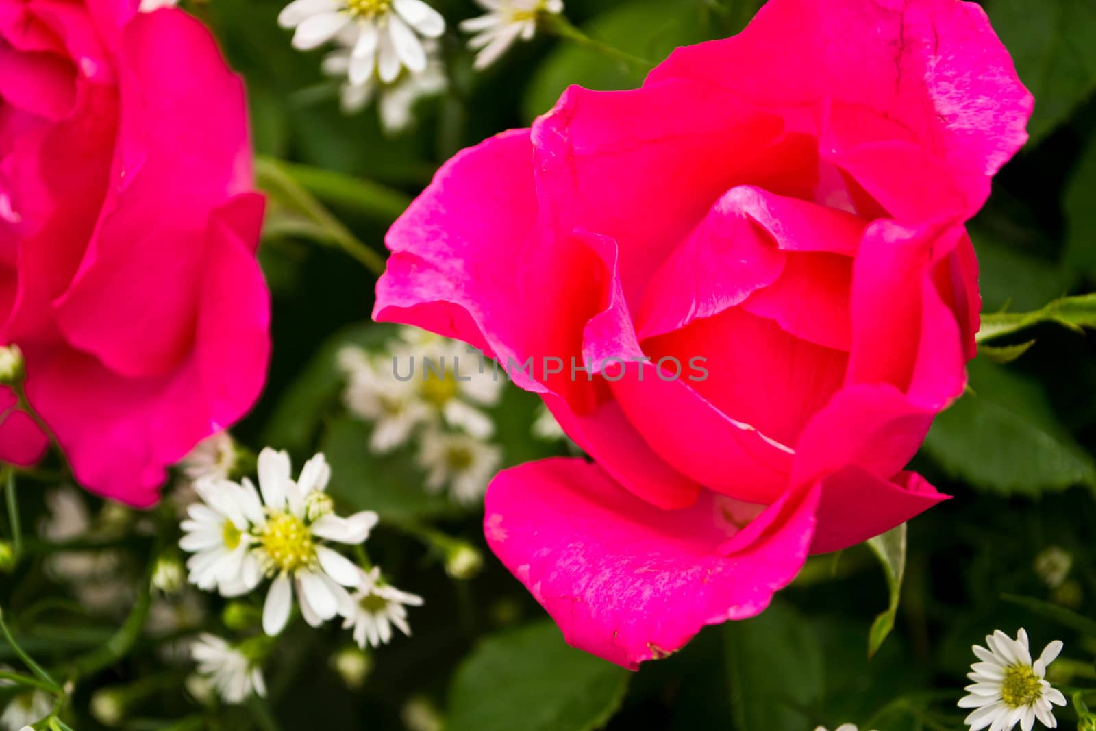  Red roses as a background