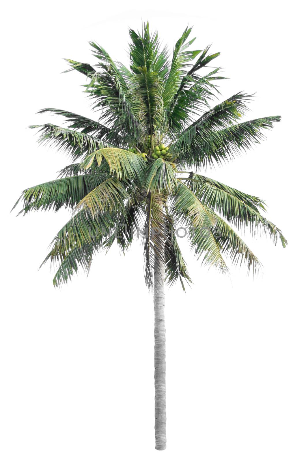 Coconut tree on a white background by Thanamat