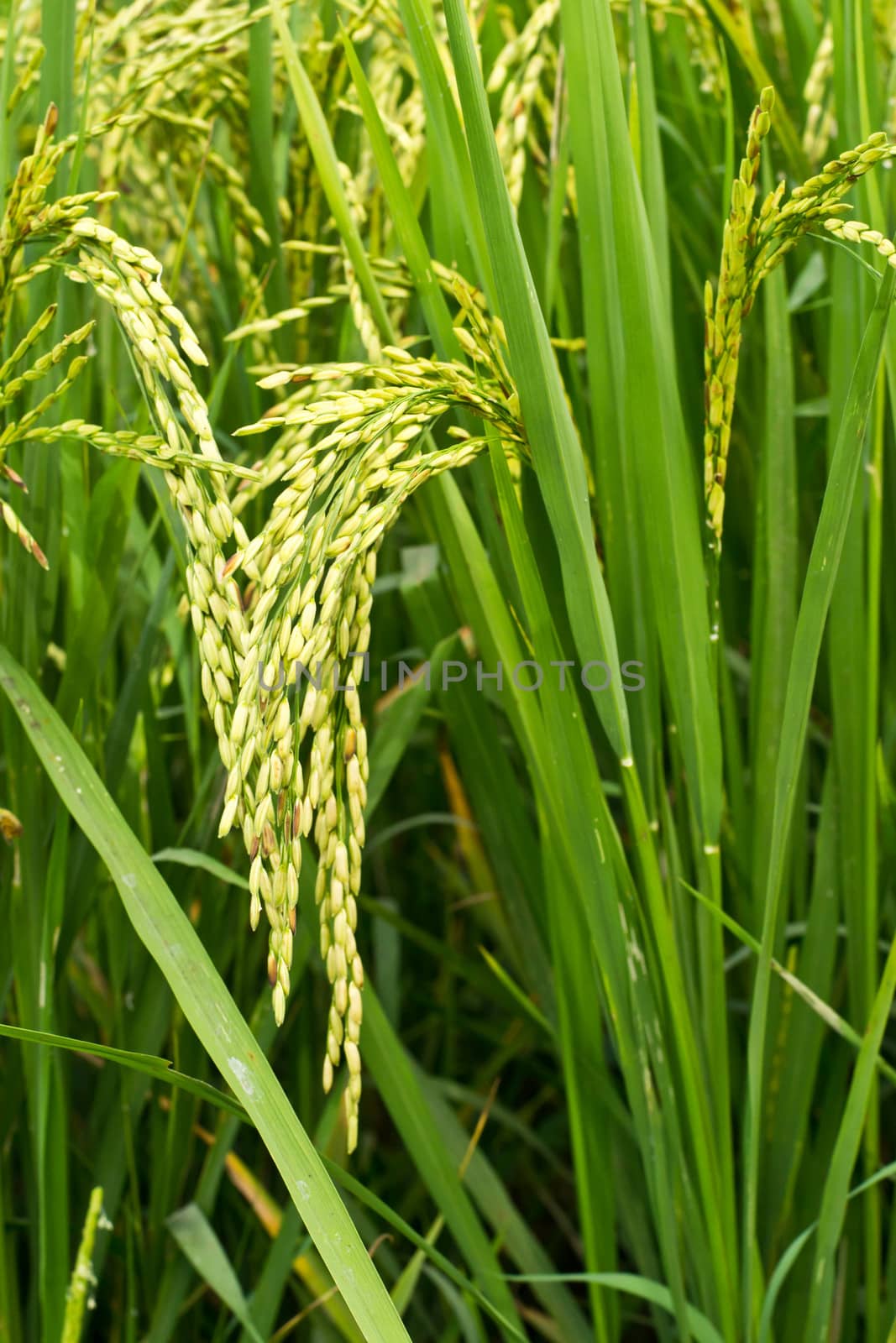 Green rice in the field rice background by Thanamat