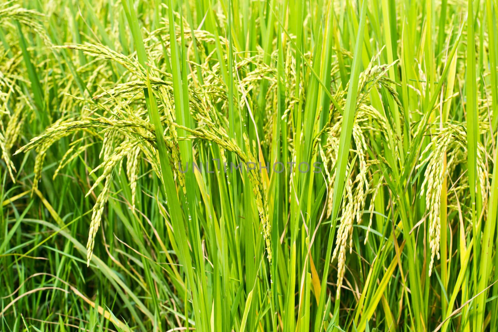 Green rice in the field rice background