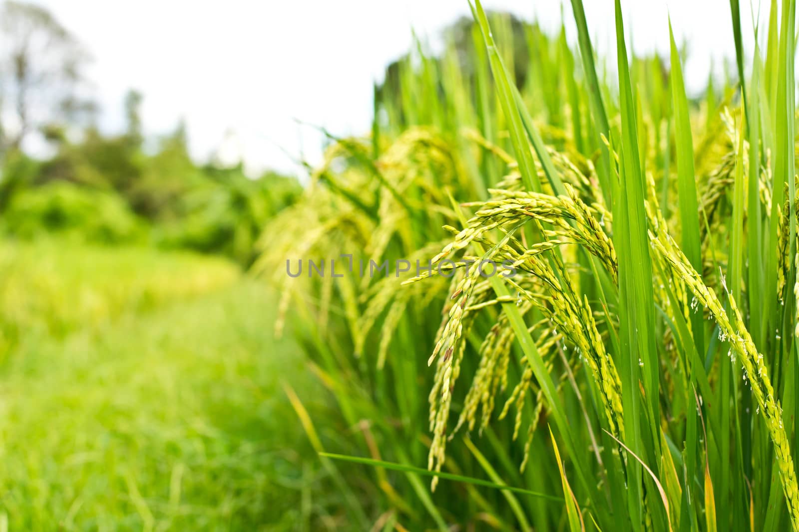 Green rice in the field rice background