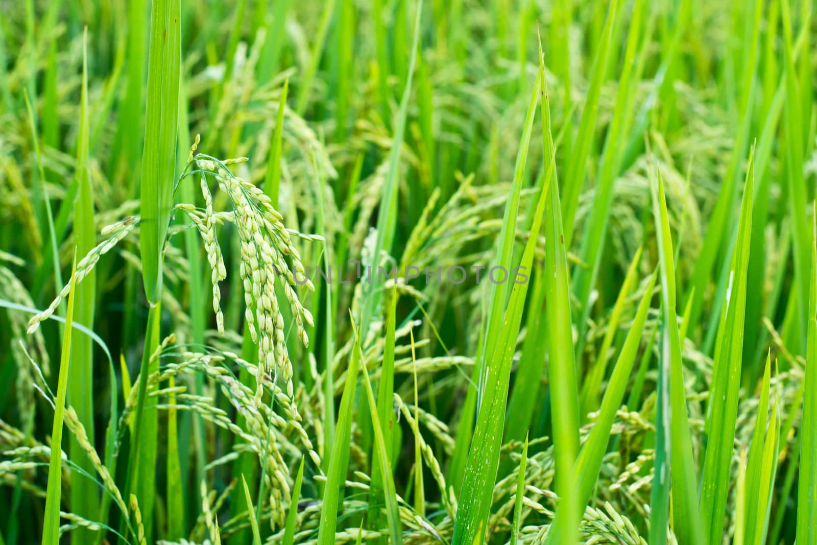 Green rice in the field rice background by Thanamat