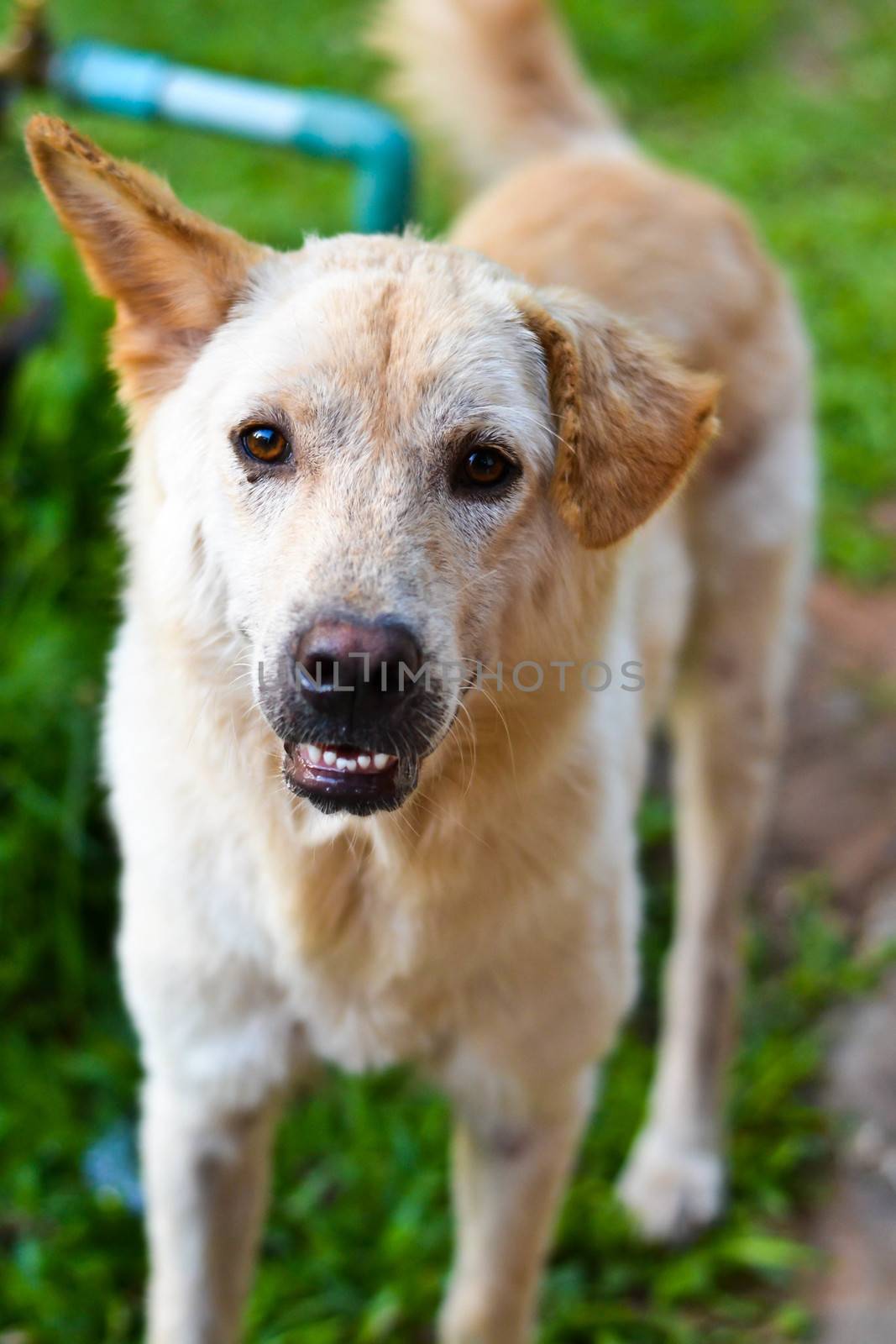 stray white dog and dirty dog 