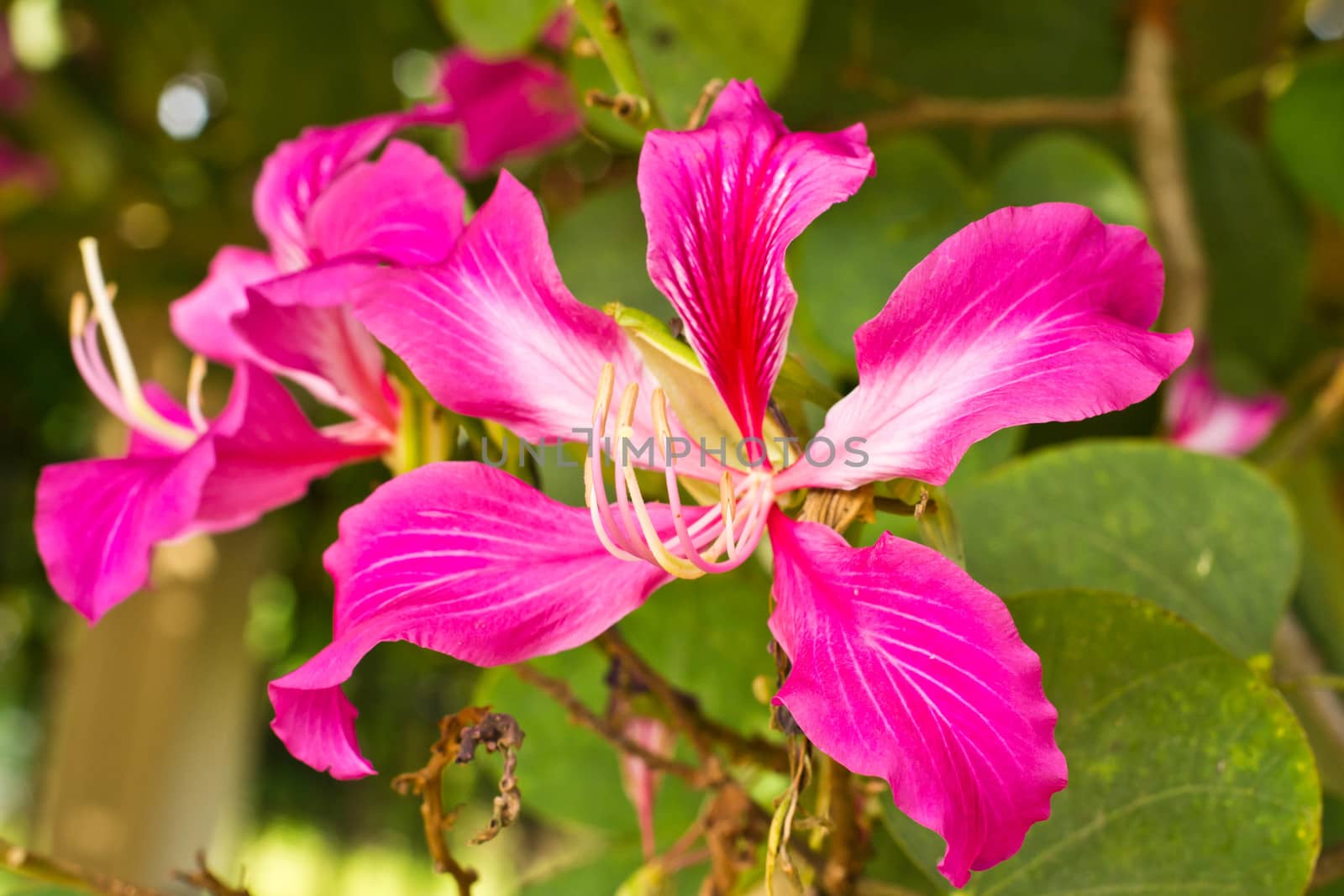 Butterfly Tree, Orchid Tree, Purple Bauhinia