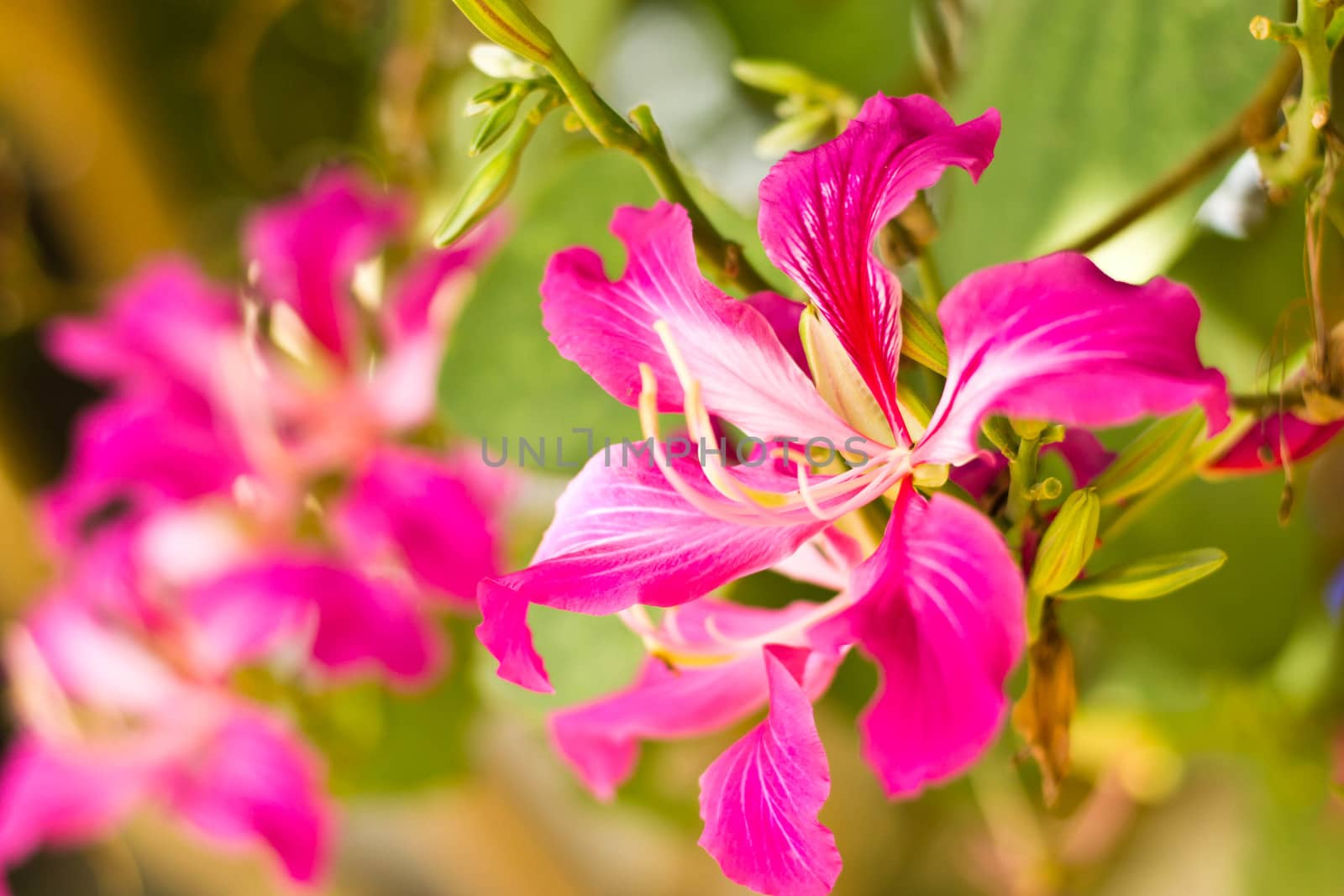Butterfly Tree, Orchid Tree, Purple Bauhinia by Thanamat