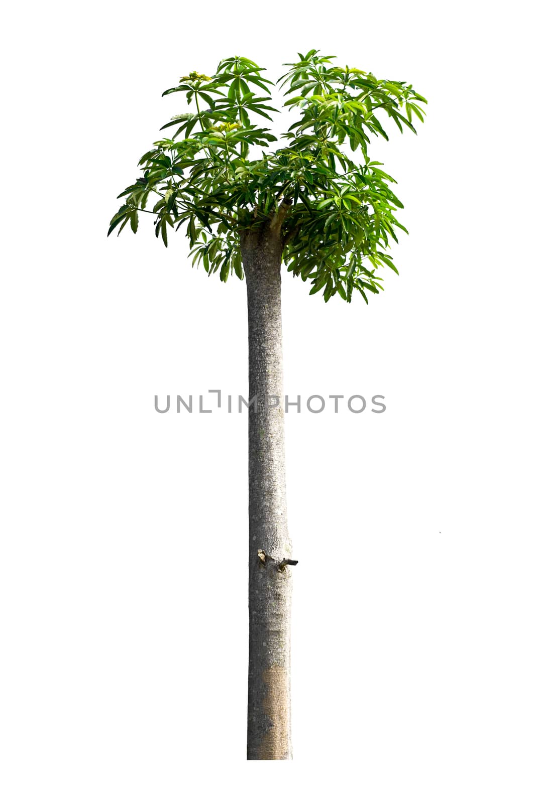 Tree isolate on a white background 