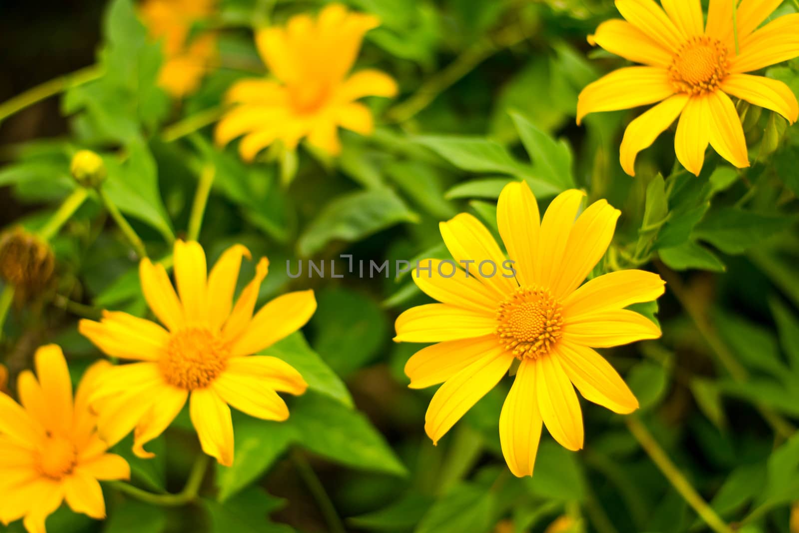 Mexican sunflower in the natural  by Thanamat