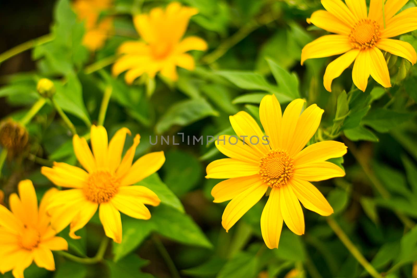 Mexican sunflower in the natural 