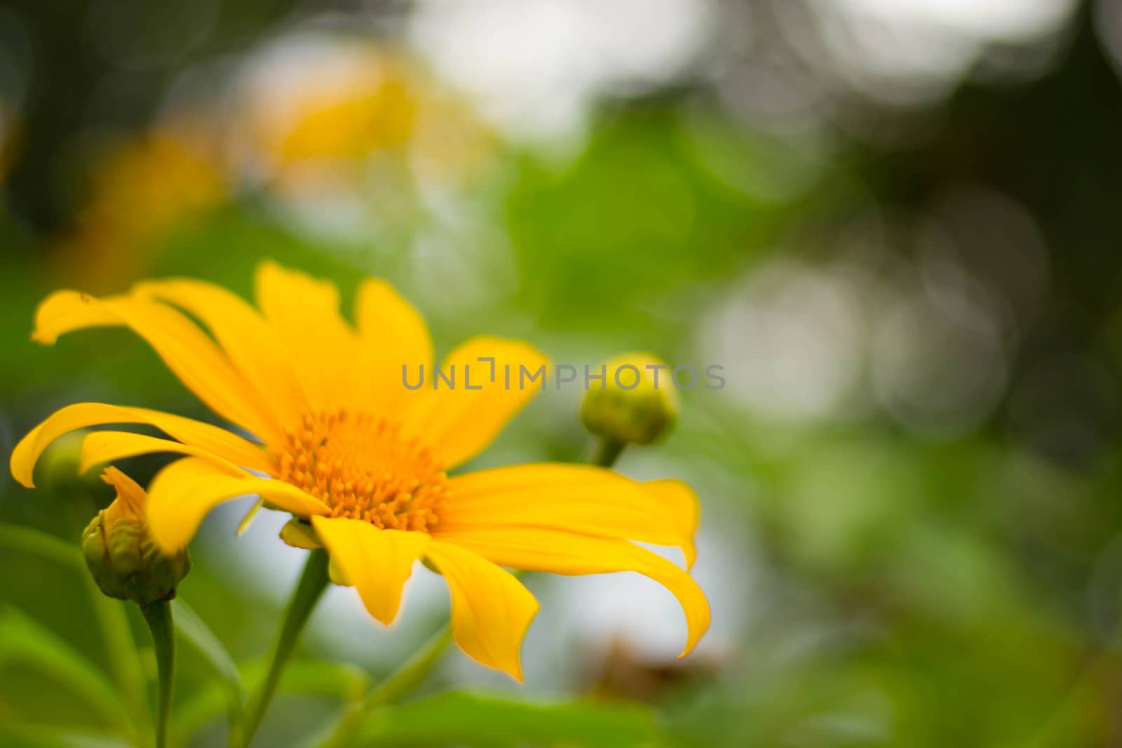 Mexican sunflower in the natural 