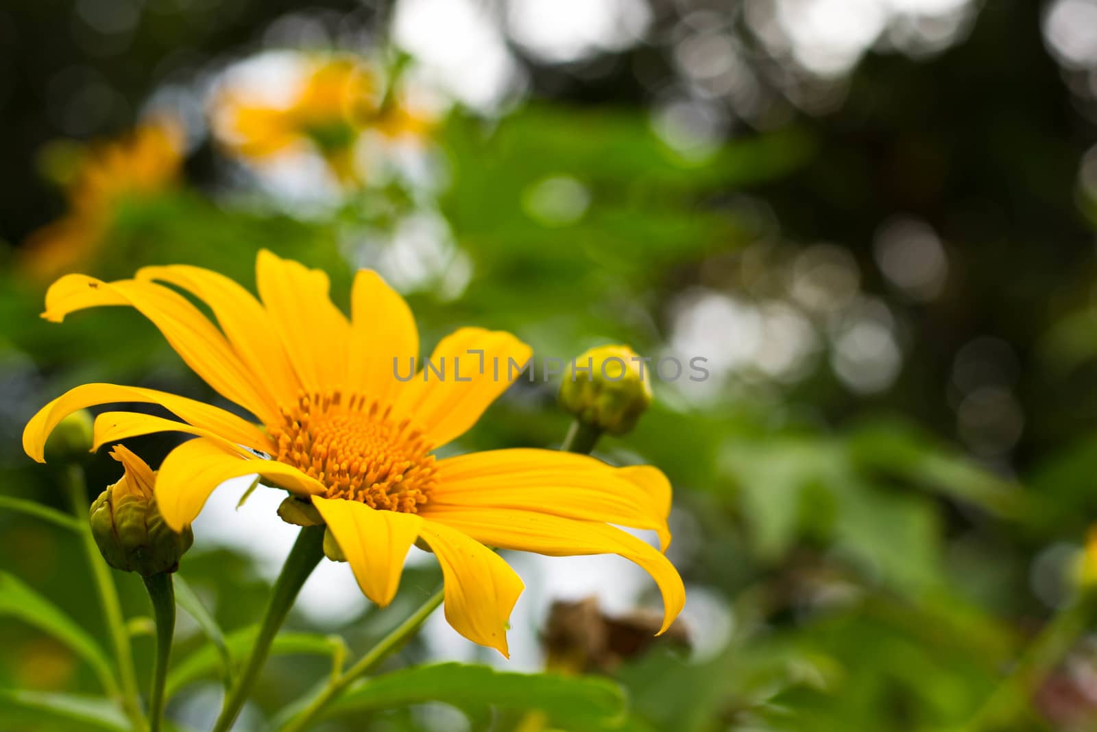 Mexican sunflower in the natural 