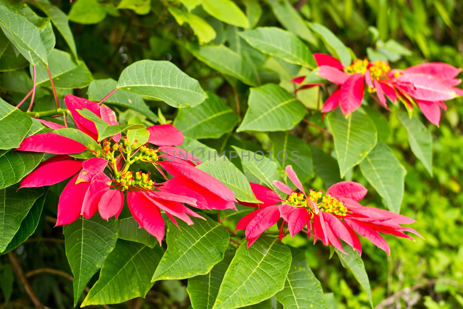 Christmas flowers on the Mountain by Thanamat