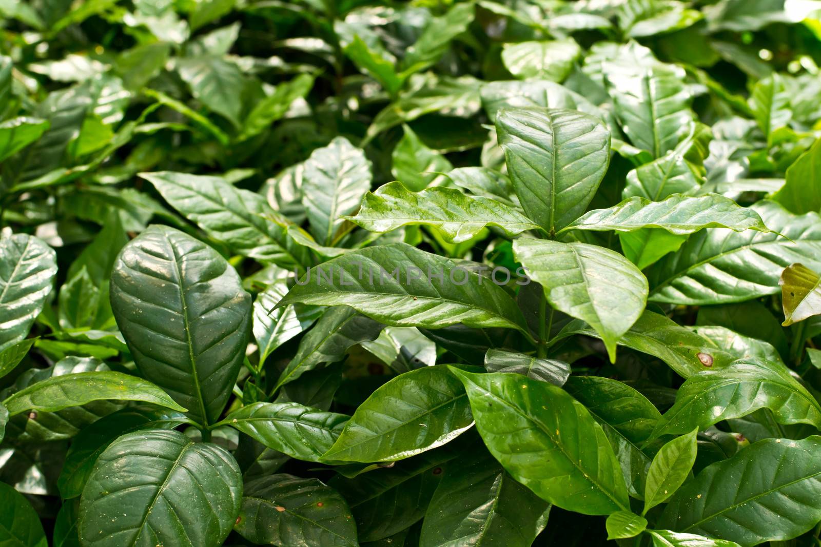 Coffee seedlings ready for planting