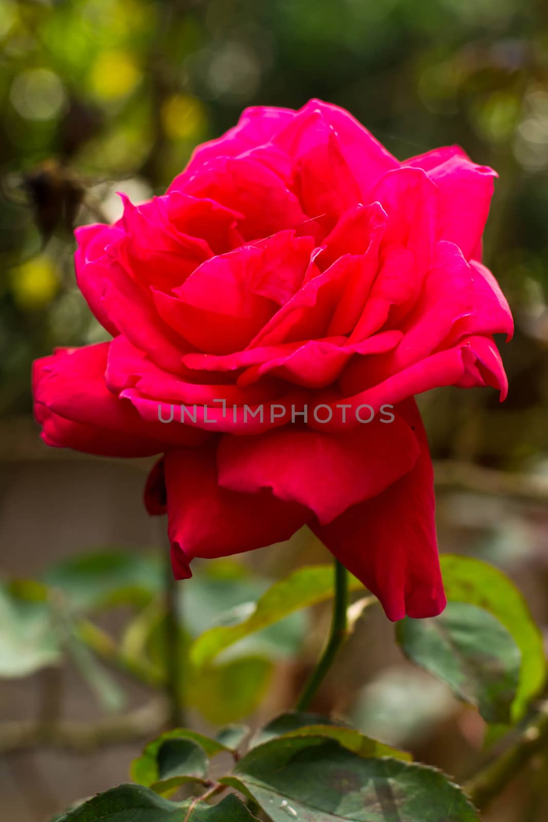 Red garden rose on nature background 