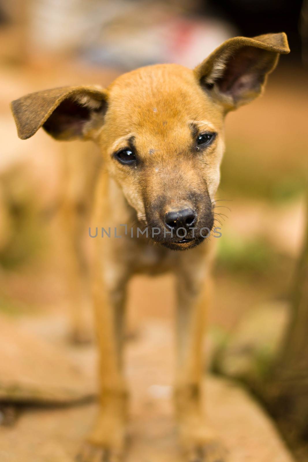 Brown puppy on a background nature by Thanamat