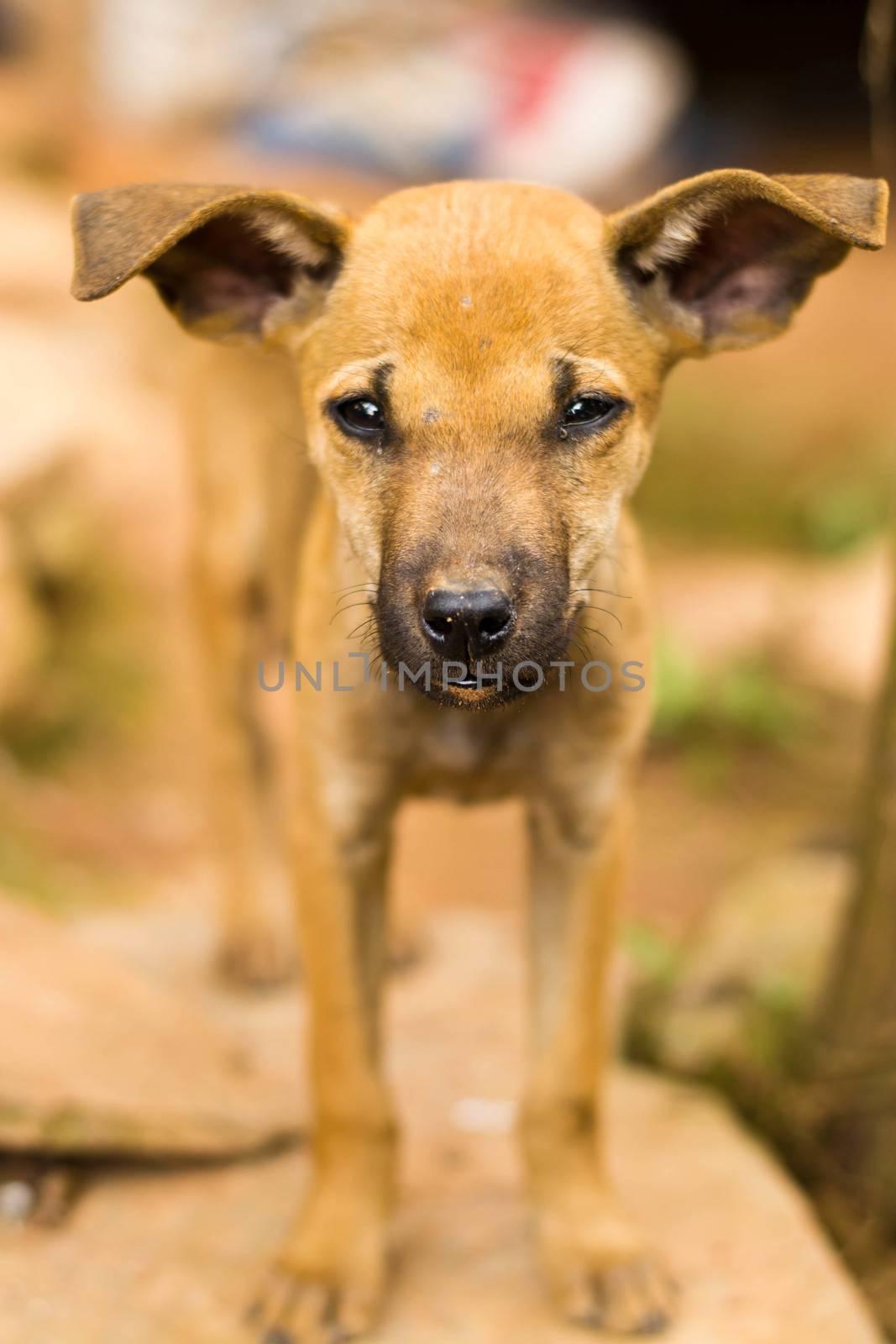 Brown puppy on a background nature by Thanamat