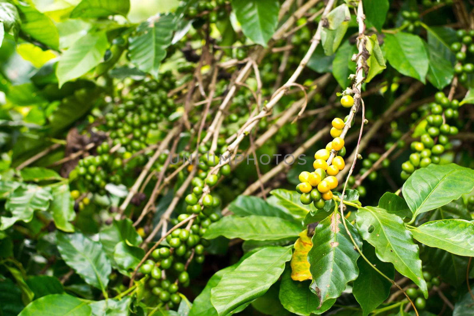 Coffee beans ripening on tree  