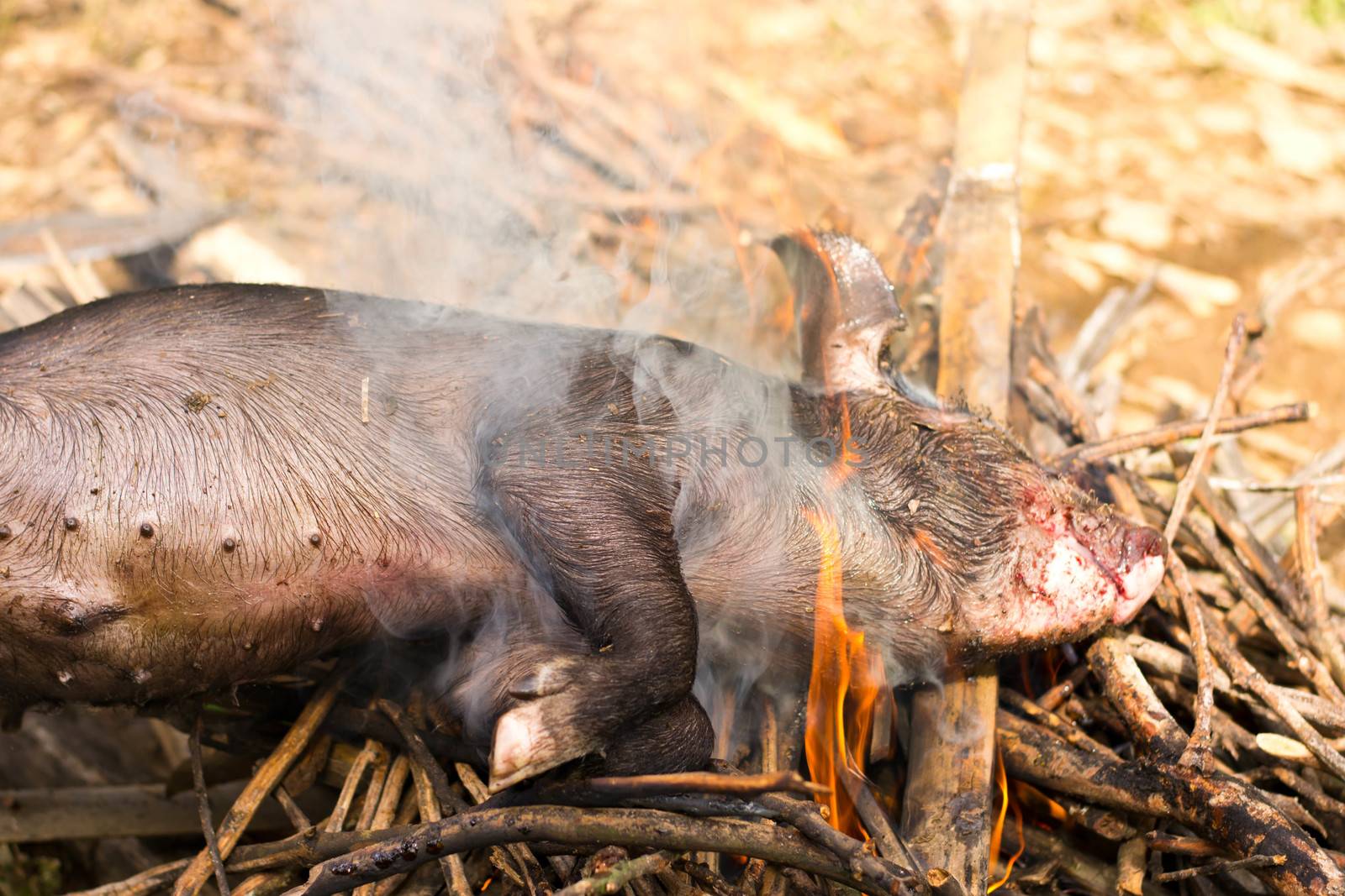 Burning a black dead boar   by Thanamat
