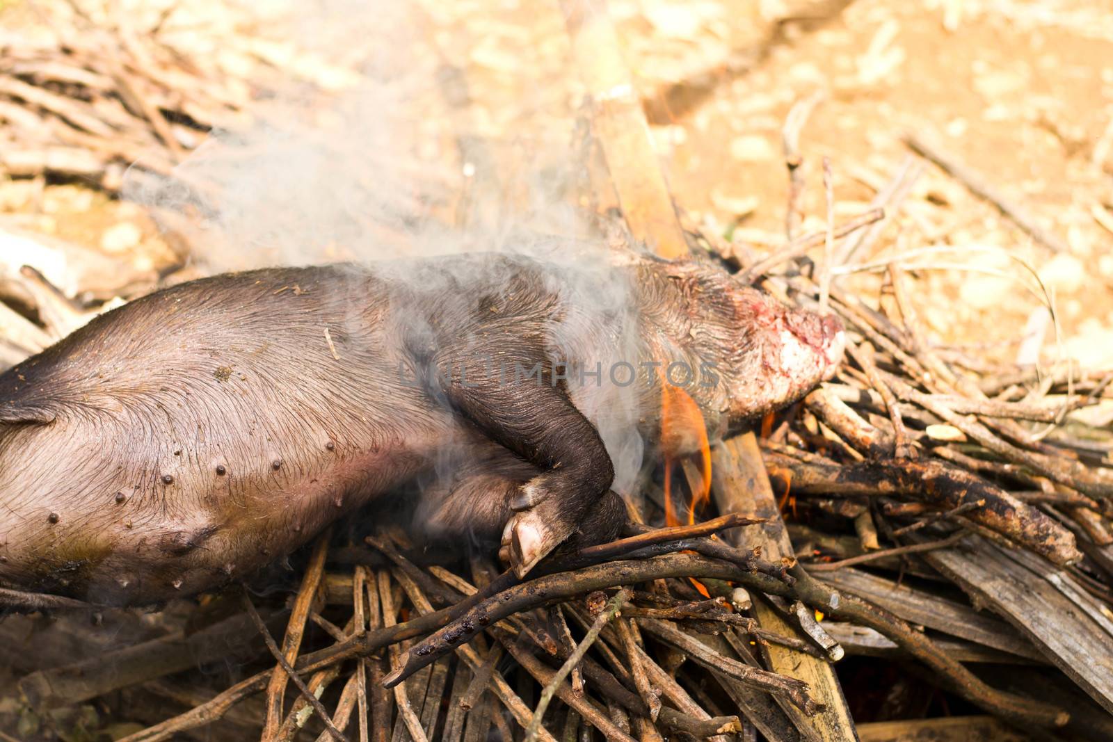 Burning a black dead boar  