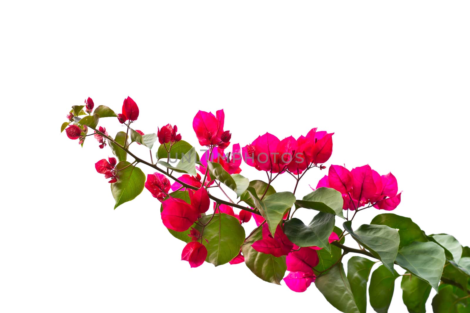 bougainvillea flower on white background by Thanamat